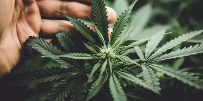 Cannabis in Schule und Beruf